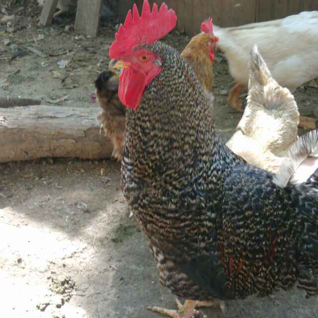 小伟