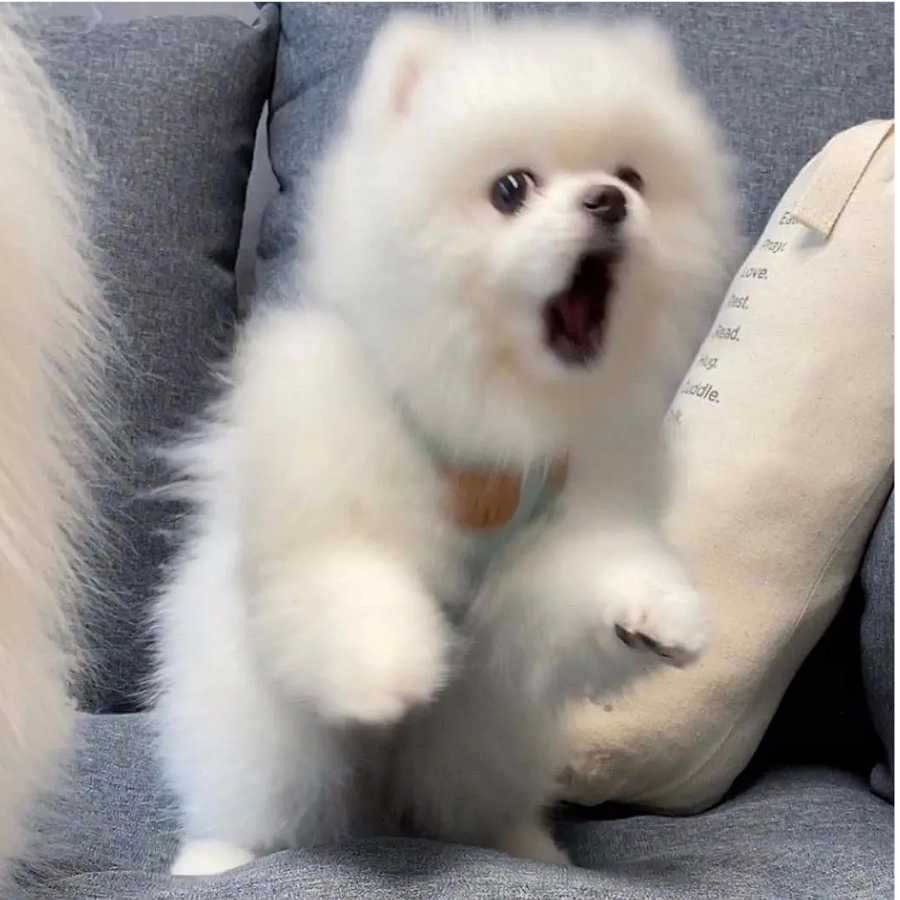 雪梨