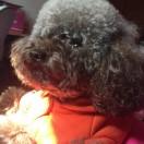 沃德谢特•格林