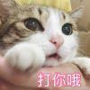 猫猫