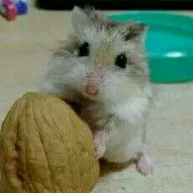 谎言