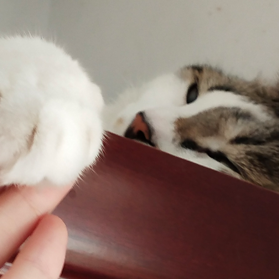 全职猫奴