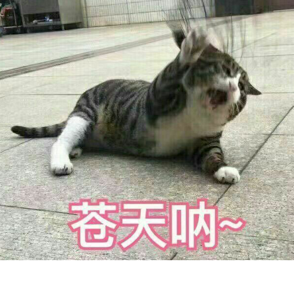 金猫鲲