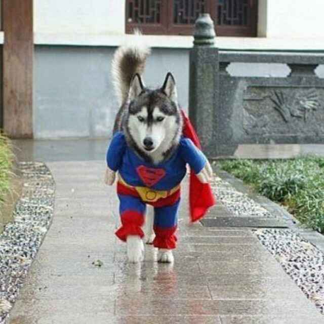 娱乐鼠