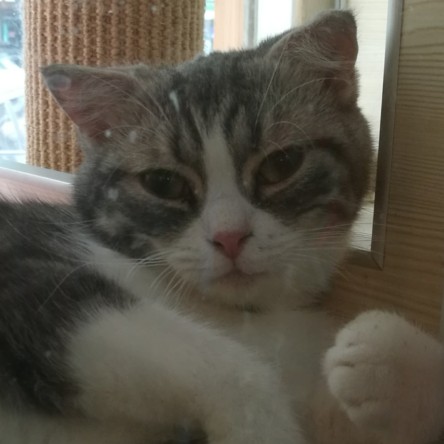 芜焱