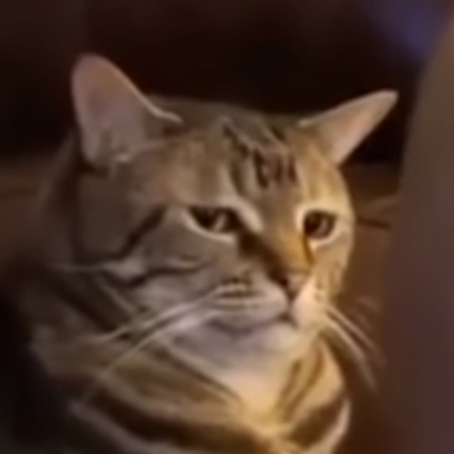 /(#°д°)/