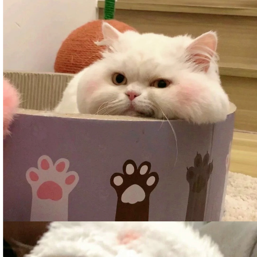 肥肥呀