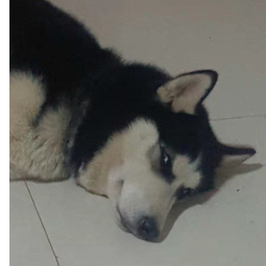 被猪撞飞的二哈