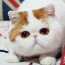 就这样吧。
