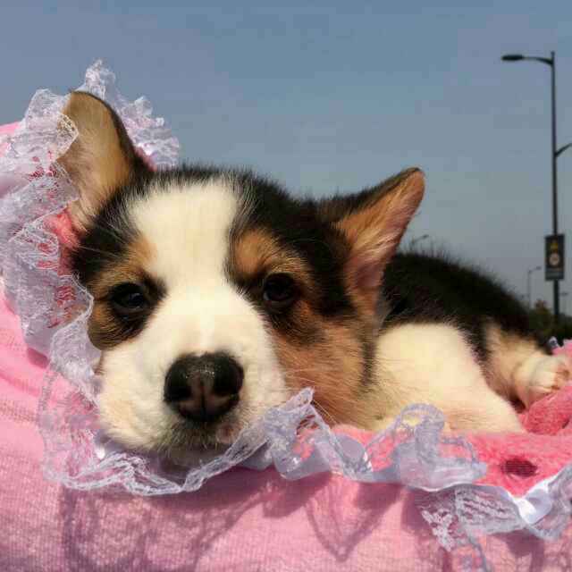 宠爱(๑• . •๑)汤