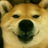 耿直的柴犬桑