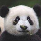 江小白