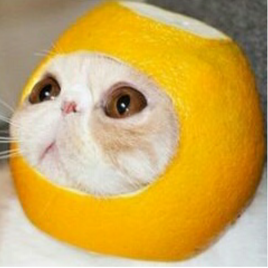 吃橙子的猫