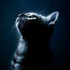猫儿的忧伤