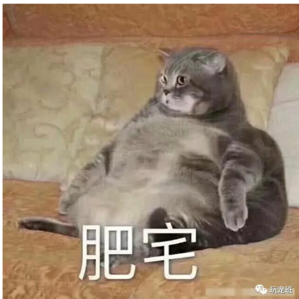 默白白白白白白白.