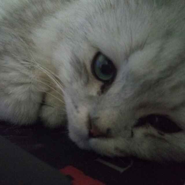 猫北北