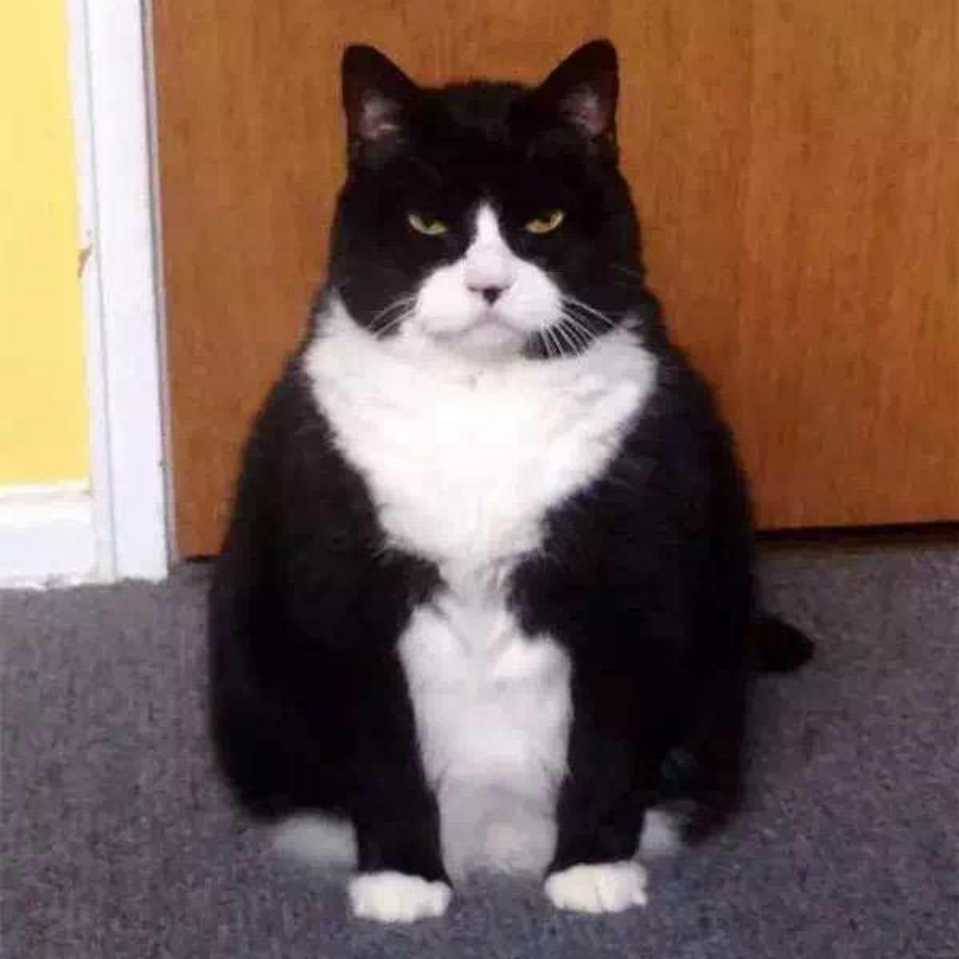 萧失