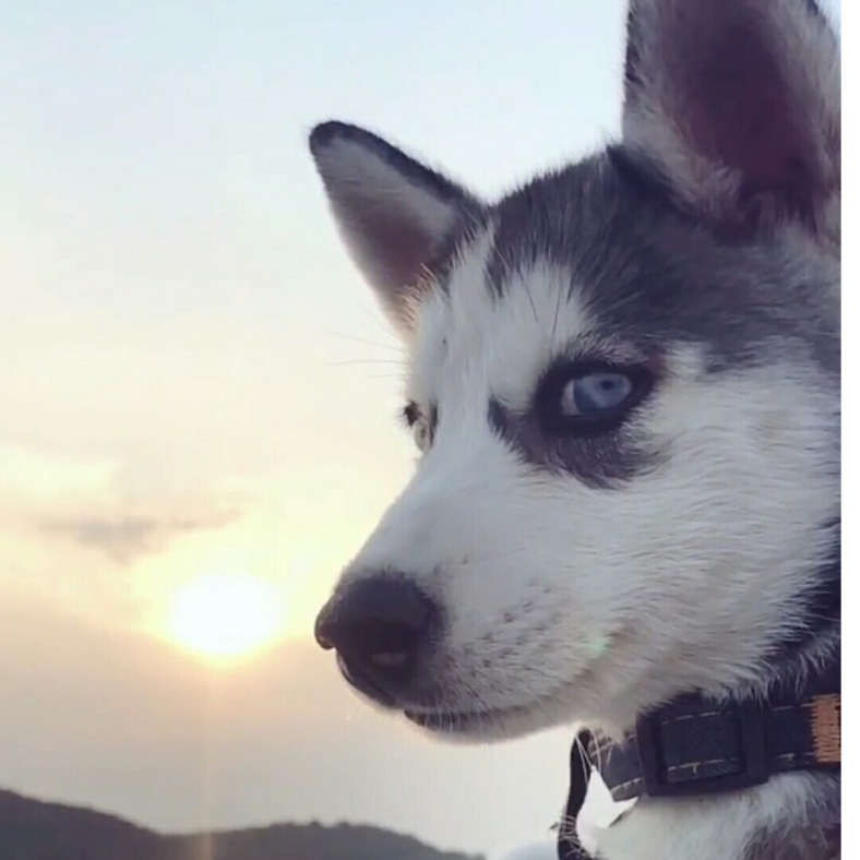 欧皇