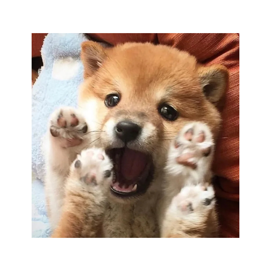 🐯Eren🐱