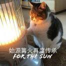沼跃鱼