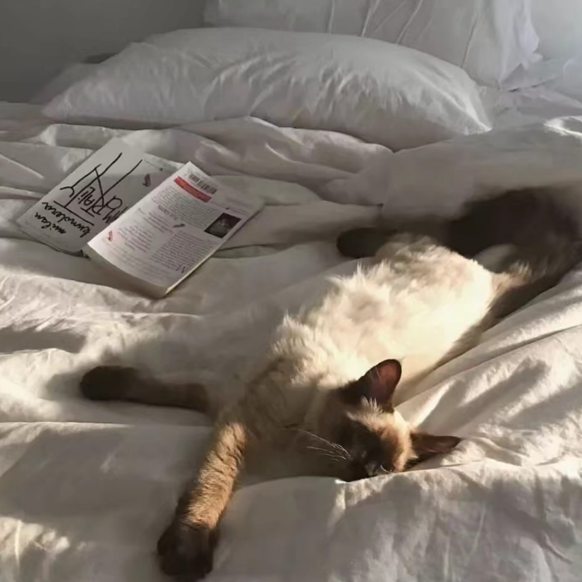 猫与书-