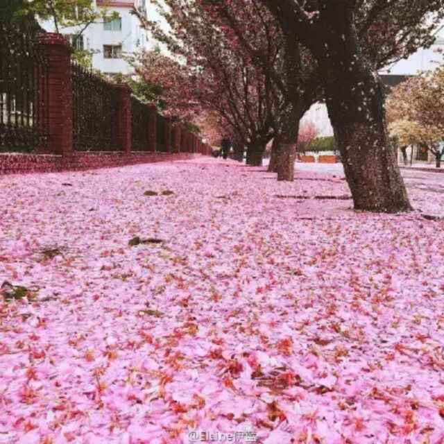 诗歌如画