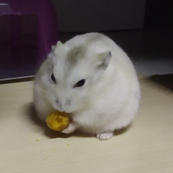 木了个木木