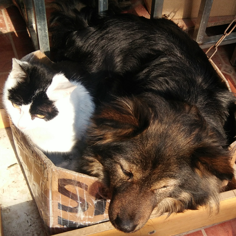 萌新刚把逆神巫女升到S,她的这个二重瞬身怎么