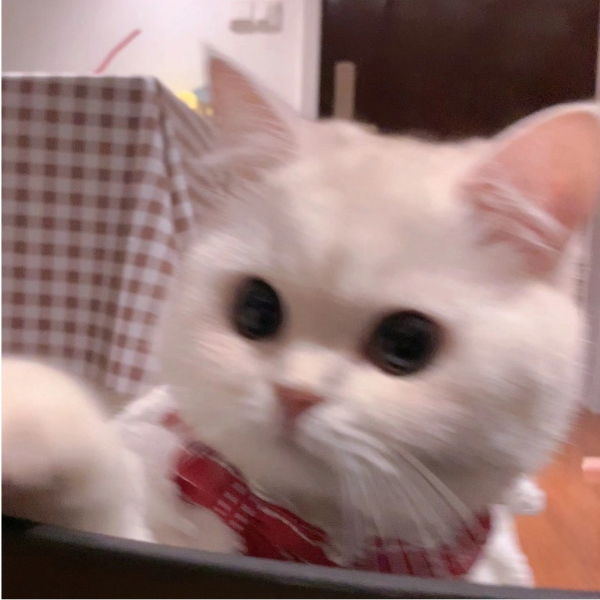 想抱鱼
