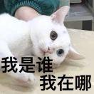 九尾血猫