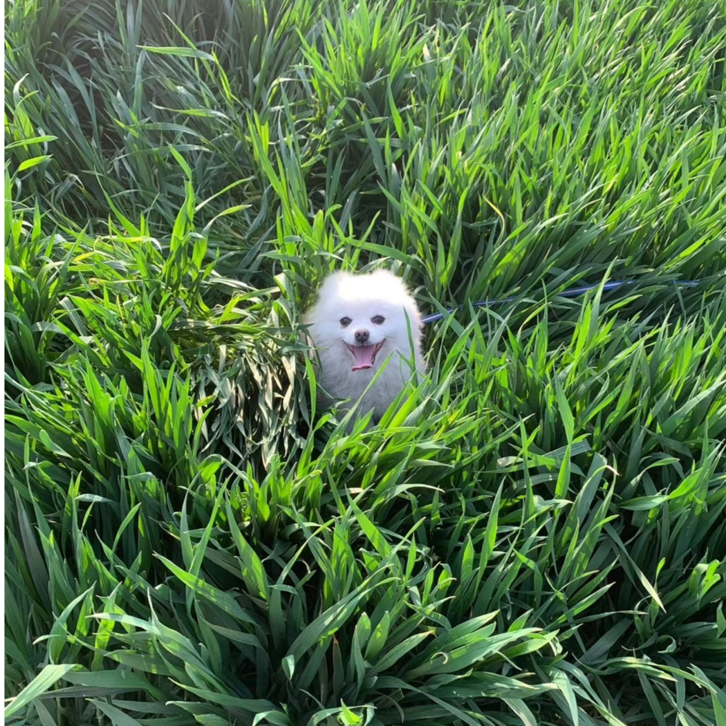 一条小团团