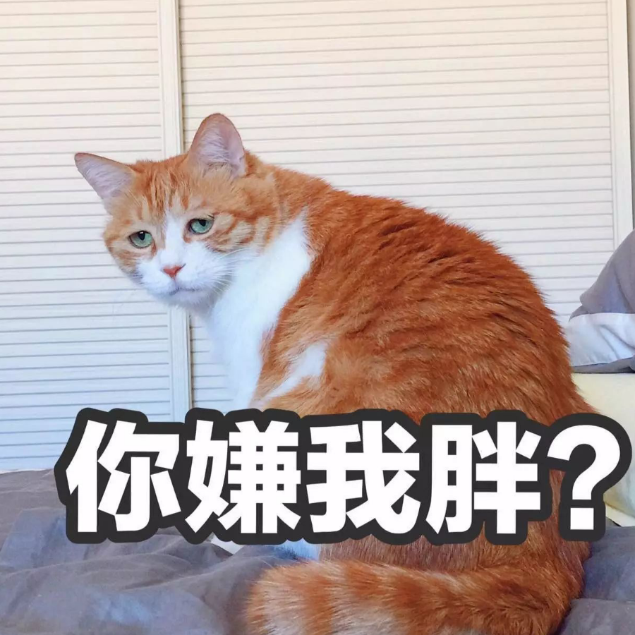 想要减肥的橘猫