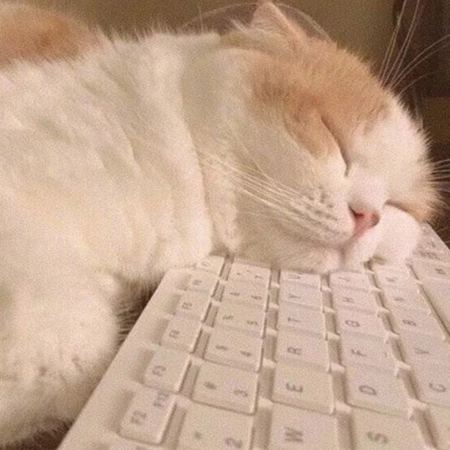 桃之猫猫