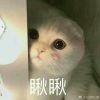 歆吱和她的小星星