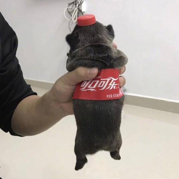 嗝乐