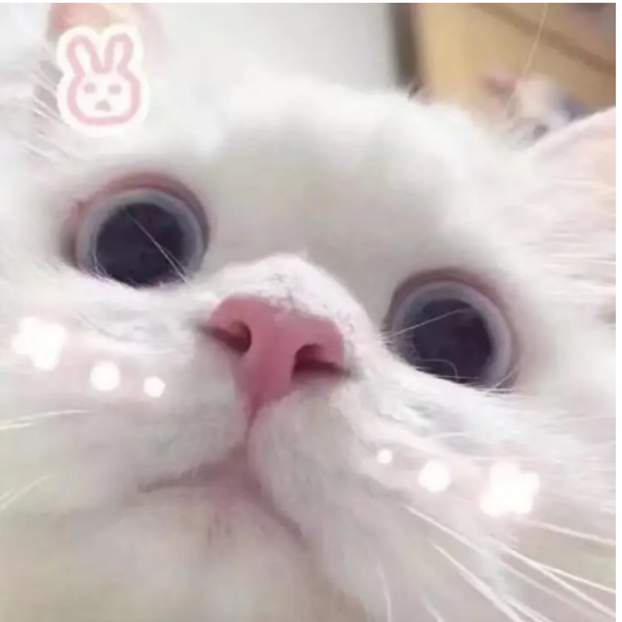 苏幕遮