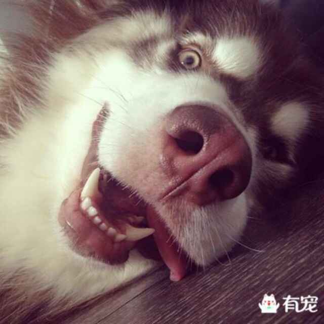 担担面