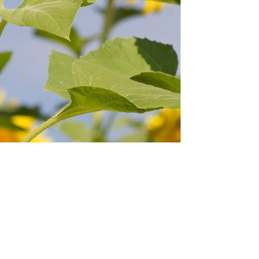 秦寿也是有名字的