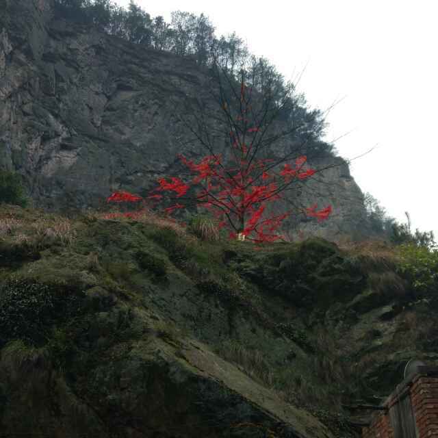 冬冬