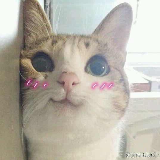 叶子🍃