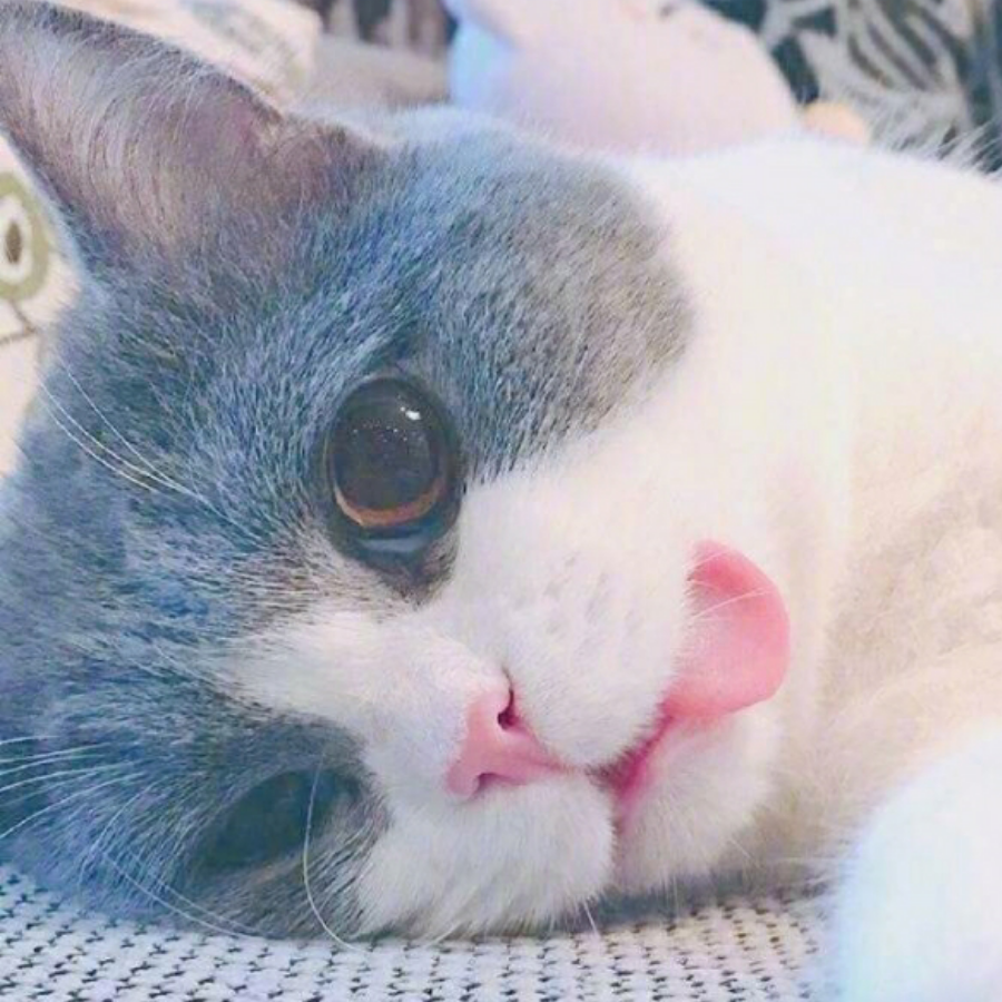 荔小枝~