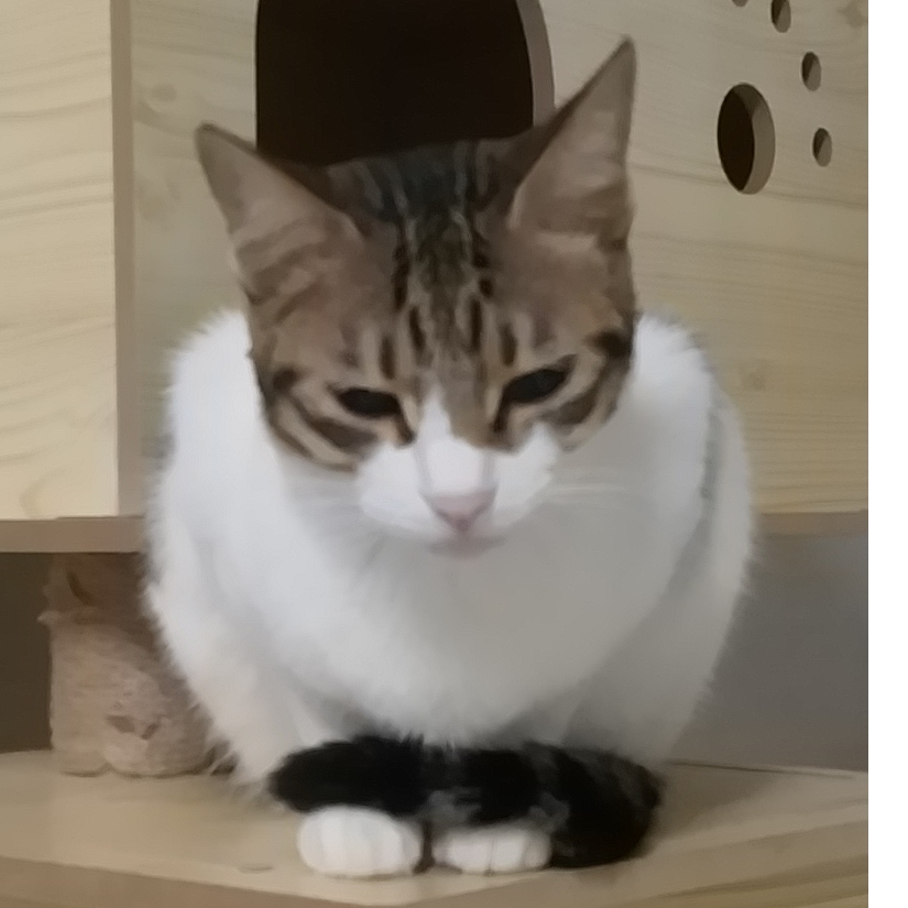 、喵。