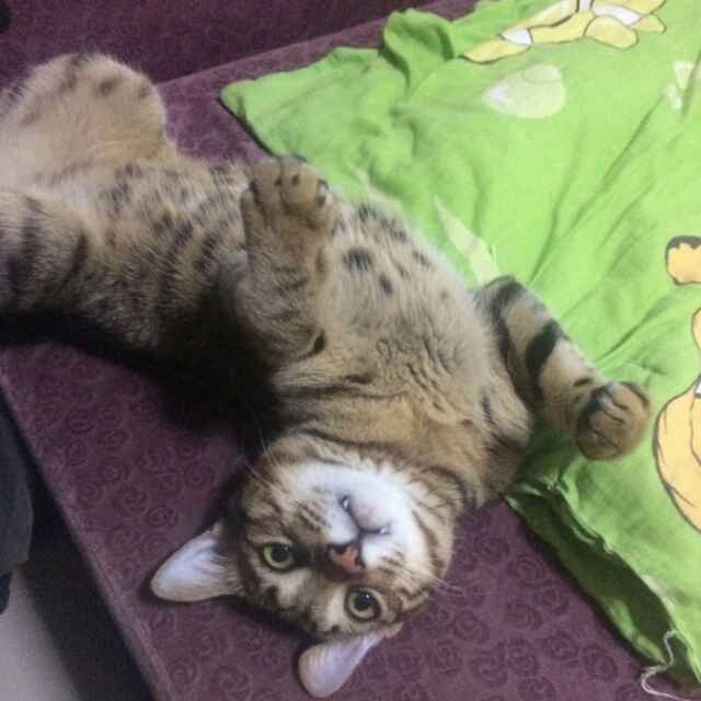 鄂明明