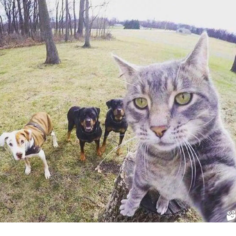 傀儡猫