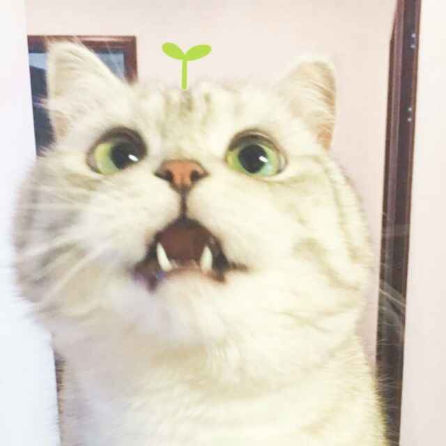 今天想吃冰淇淋