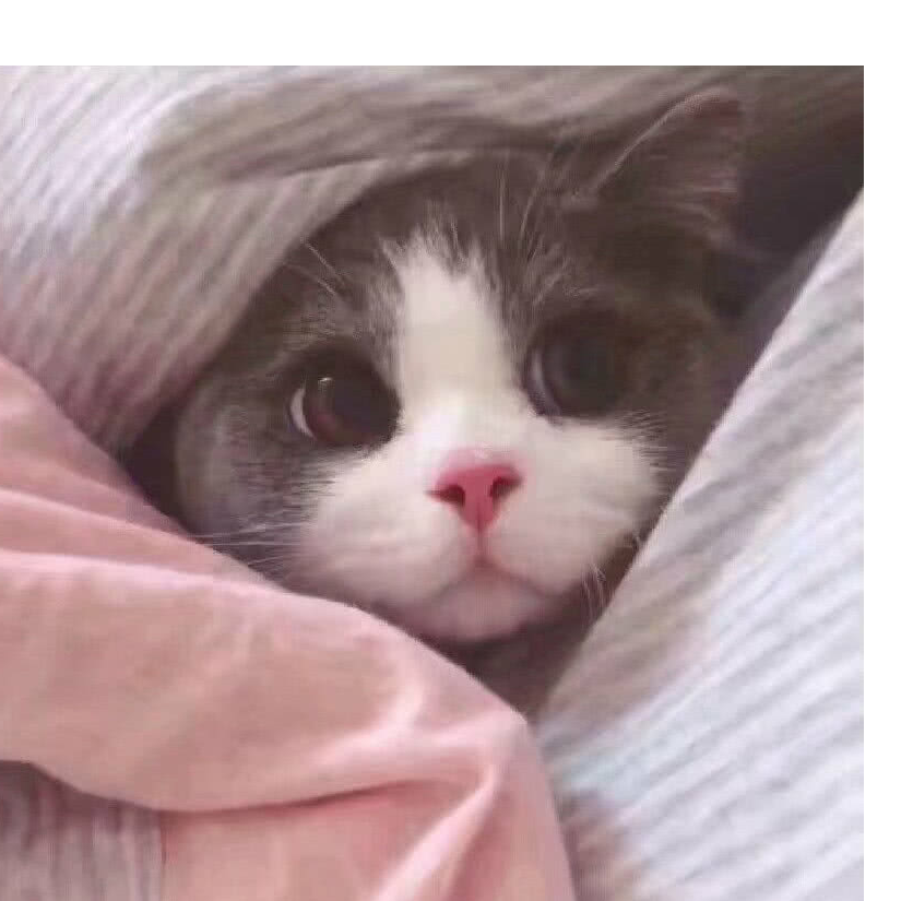 爱打游戏的小猴叽