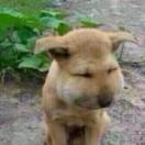 风花雪月，独立雪凛