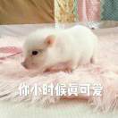 杨星晨