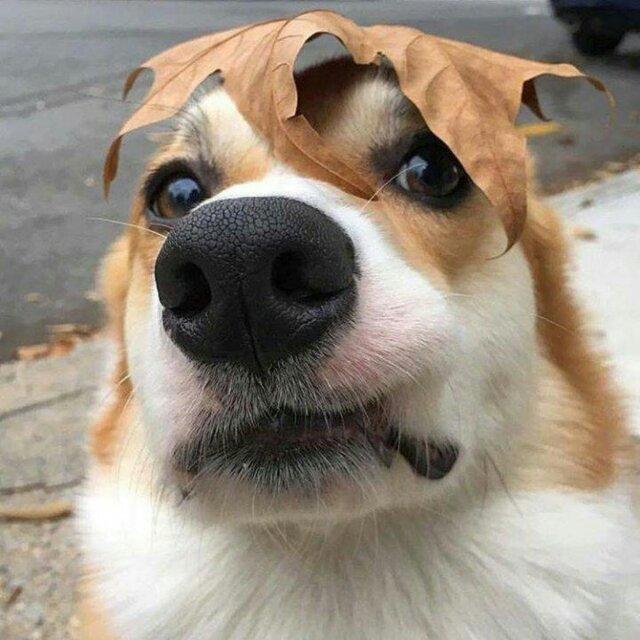 林冰雹