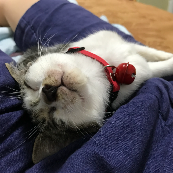 龙牙牙biu